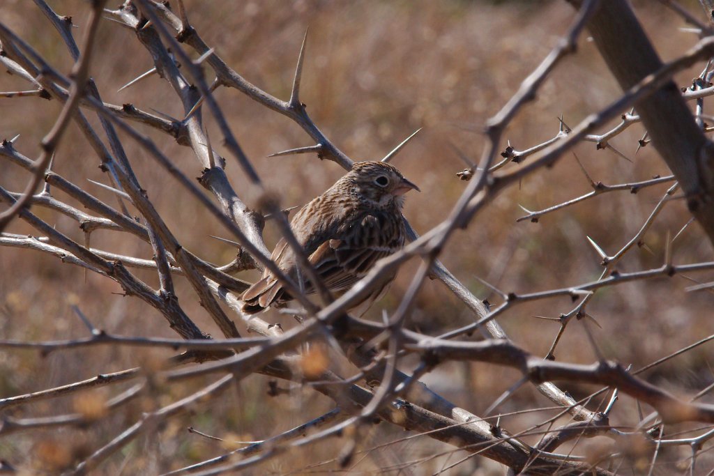 Vesper Sparrow 2016-02-13_1.jpg